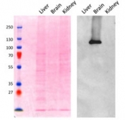 Western blot testing of mouse brain lysate with AP2A1 antibody at 0.1ug/ml. The left panel shows the blot stained with Ponceau red for total protein (~5ug/lane).