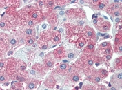 IHC testing of FFPE human liver tissue with SIL1 antibody at 5ug/ml. Required HIER: steamed antigen retrieval with pH6 citrate buffer; AP-staining.