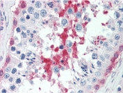 IHC testing of FFPE human testis tissue with SIL1 antibody at 5ug/ml. Required HIER: steamed antigen retrieval with pH6 citrate buffer; AP-staining.