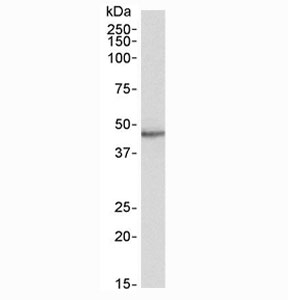 Western blot testing of human heart lysate with STAP2 antibody at 0.5ug/ml. Predicted molecular weight: ~50kDa.