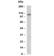 Western blot testing of thyroid gland lysate with Thyroid peroxidase antibody at 0.1ug/ml. Predicted molecular weight ~103 kDa but may be observed at higher molecular weights due to glycosylation.
