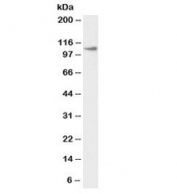 Western blot testing of thyroid gland lysate with biotinylated Thyroid peroxidase antibody at 1ug/ml. Predicted molecular weight ~103 kDa but may be observed at higher molecular weights due to glycosylation.