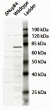 Western blot testing of Saccharomyces cerevisiae S288c lysate with NUP84 antibody at 2ug/ml. Positive signal seen in WT but not KO strain.