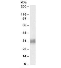 Western blot testing of human spleen lysate with BST2 antibody at 0.3ug/ml. Predicted molecular weight: ~20/29-33kDa (unmodified/glycosylated).