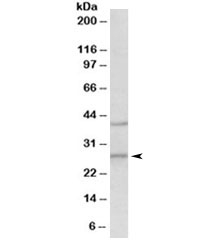 Western blot testing of mouse brain lysate with Fgf23 antibody at 0.5ug/ml. Predicted molecular weight 28~32kDa.