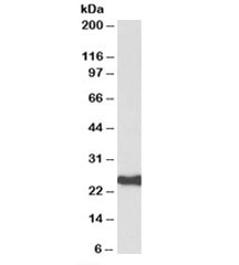 Western blot testing of human amygdala lysate with HDGFRP3 antibody at 0.3ug/ml. Predicted molecular weight: ~23kDa.