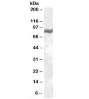 Western blot testing of peripheral blood mononucleocyte lysate with LTF antibody at 0.05ug/ml. Predicted molecular weight: ~78/73kDa (isoforms 1/2).