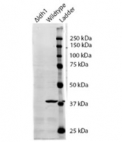 Western blot testing of S. cerevisiae S288c lysate with IDH1 antibody at 0.5ug/ml. Predicted molecular weight ~39 kDa. The blocking buffer contained non-animal derived protein.