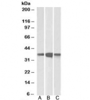 Western blot testing of mouse (A), rat (B) and pig (C) brain lysates with PPP2CA/B antibody at 0.1ug/ml. Predicted molecular weight: ~36kDa.