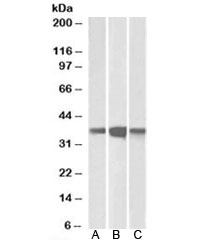 Western blot testing of mouse (A), rat (B) and pig (C) brain lysates with PPP2CA/B antibody at 0.1ug/ml. Predicte