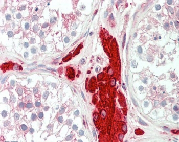IHC testing of FFPE human testis tissue with PGRMC1 antibody at 5ug/ml. Required HIER: steamed antigen retrieval with pH