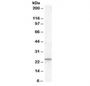 Western blot testing of human kidney lysate with PGRMC1 antibody at 0.1ug/ml. Predicted molecular weight: ~22 kDa.