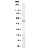 Western blot testing of human heart lysate with Bruno-like 5 antibody at 1ug/ml. Predicted molecular weight: ~52kDa.