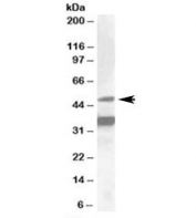 Western blot testing of HepG2 lysate with NR1I2 antibody at 1ug/ml. Predicted molecular weight: ~50 kDa.