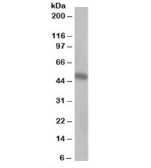 Western blot testing of Jurkat lysate with CSK antibody at 0.5ug/ml. Predicted molecular weight: ~50kDa.