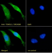 IF/ICC staining of fixed and permeabilized human HeLa cells with TOM1L1 antibody (green) at 10ug/ml and DAPI nuclear stain (blue).