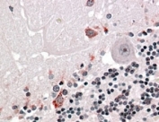IHC testing of FFPE human cerebellum with PRODH antibody at 4ug/ml. HIER: steamed with pH6 citrate buffer, AP-staining.