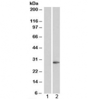 Western blot of HEK293 lysate overexpressing PALLID probed with PALLID antibody (mock transfection in lane 1). Predicted molecular weight: ~20kDa.