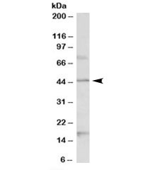 Western blot testing of mouse brain lysate with Htr1a antibody at 1ug/ml. Predicted molecular weight: ~46kDa.