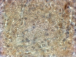 IHC testing of FFPE human liver with PON2 antibody at 2ug/ml. HIER: steamed with pH6 citrate buffer, HRP-staining.