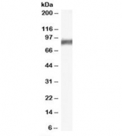 Western blot testing of rat stomach lysate with Arachidonate 5-lipoxygenase antibody at 0.3ug/ml. Predicted molecular weight: ~78kDa.