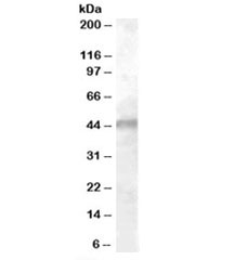 Western blot testing of human muscle lysate with Kir6.2 antibody at 0.01ug/ml. Predicted molecular weight: ~44kDa.