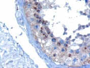 IHC staining of FFPE human testis with VSP28 antibody at 10ug/ml.  HIER: steamed with pH9 Tris/EDTA buffer, HRP-staining.