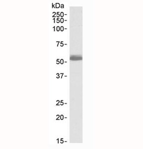 Western blot testing of human heart lysate with ADRB1 antibody at 0.5ug/ml. Predicted molecular weight: ~51kDa.