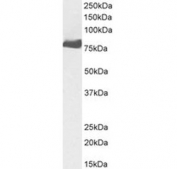Western blot testing of human A549 cell lysate with TGM2 antibody at 0.1ug/ml. Predicted molecular weight: ~78 kDa.