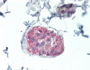 IHC testing of FFPE human colon tissue with NOS1 antibody at 5ug/ml. Required HIER: steamed antigen retrieval with pH6 citrate buffer; AP-staining.