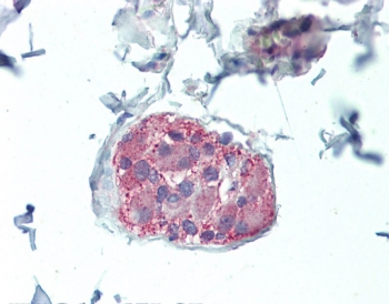 IHC testing of FFPE human colon tissue with NOS1 antibody at 5ug/ml. Required HIER: steamed antigen ret