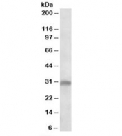 Western blot testing of Jurkat lysate with IL33 antibody at 1ug/ml. Predicted molecular weight: ~31/26/16kDa (isoforms a/b/c).