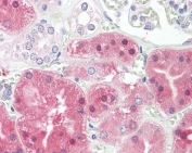 IHC testing of FFPE human kidney tissue with PAH antibody at 3.75ug/ml. Required HIER: steamed antigen retrieval with pH6 citrate buffer; AP-staining.