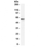 Western blot testing of human peripheral blood mononucleocyte lysate with VPS45 antibody at 0.3ug/ml. Predicted molecular weight: ~65kDa.