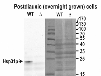 Western blot testing of yeast lysate (wt) and the KO (delta) in the left panel and the Ponceau stain in the right panel. Hsp31p antibody was used at 0.05ug/ml.