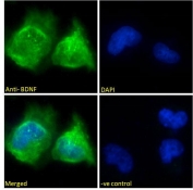 Immunofluorescent staining of fixed and permeabilized human U-251 cells with BDNF antibody (green) at 10ug/ml and DAPI nuclear stain.