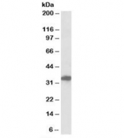 Western blot testing of human cerebral cortex lysate with POU6F1 antibody at 0.3ug/ml. Predicted/observed molecular weight: ~33kDa.