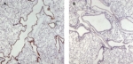 IHC staining of FFPE mouse lung (wt in A and KO in B) using Munc13-4 antibody at 0.5ug/ml.