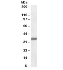Western blot testing of human liver lysate with FGL1 antibody at 0.1ug/ml. Predicted molecular weight: ~36kDa.