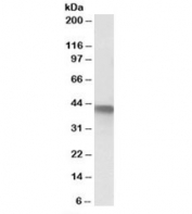 Western blot testing of A549 lysate with SERPINB1 antibody at 1ug/ml. Predicted/observed molecular weight: ~43kDa.