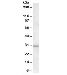 Western blot testing of human heart lyssate with ATF5 antibody at 1.5ug/ml. Predicted molecular weight: ~31kDa.~