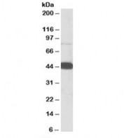 Western blot testing of human PBMC lysate with Pleckstrin antibody at 0.05ug/ml. Predicted molecular weight: ~40kDa, observed here at ~45kDa.