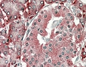 IHC staining of FFPE human pancreas with PDIA2 antibody at 4ug/