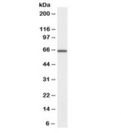 Western blot testing of rat pancreas lysate with biotinylated PDIA2 antibody at 0.03ug/ml. Predicted molecular weight ~58/70kDa (unmodified/glycosylated).