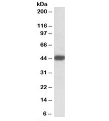 Western blot testing of Jurkat lysate with SDF4 antibody at 0.1ug/ml. Predicted molecular weight: ~42kDa.~