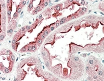 IHC staining of FFPE human kidney with SDF4 antibody at 5ug/ml. HIER: steamed with pH6 citrate buffer, AP-staining.