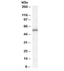 Western blot testing of human cerebellum lysate with Neurotrophin 4 antibody at 0.1ug/ml. Predicted molecular weight: ~22kDa with the glycosylated form observed at 30~45kDa.