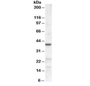 Western blot testing of NIH3T3 lysate with ABHD5 antibody at 0.2ug/ml. Predicted molecular weight: ~39kDa.