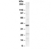 Western blot testing of NIH3T3 lysate with ABHD5 antibody at 0.2ug/ml. Predicted molecular weight: ~39 kDa.