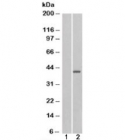 Western blot of HEK293 lysate overexpressing NIP (isoform 1) and probed with NIP antibody (mock transfection in lane 1). Predicted molecular weight: ~36/26kDa (isoforms 1/2).